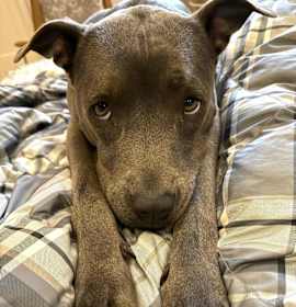 Photo of Ada (FOSTERED LOCALLY)