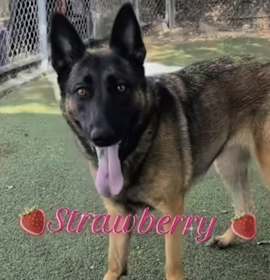 Photo of Strawberry
