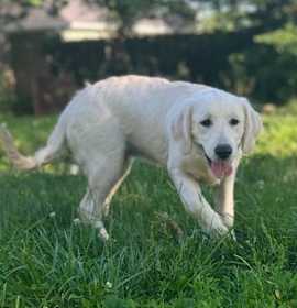 Photo of Daisy #7327- Nicholasville