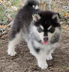 Photo of Oreo Cookie