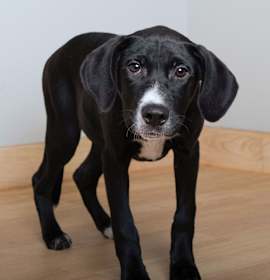 Photo of River Rose D67065