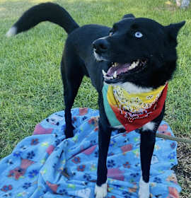 Photo of Bear border collie