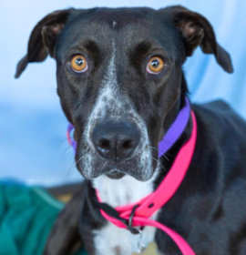 Photo of SLINK (WILLOW)