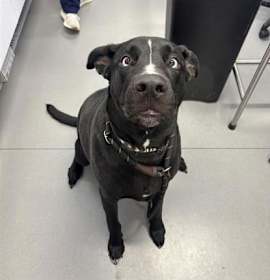 Kairo fka Noodle photo 1