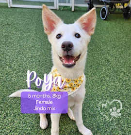 Photo of Poya-Adopted!