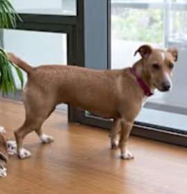 Sparkle the Dog photo 4