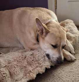 Charlie Girl photo 2