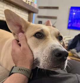 Charlie Girl photo 3