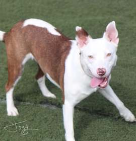 Juniper the dog photo 1