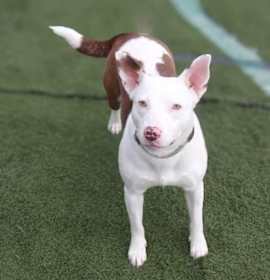 Juniper the dog photo 2