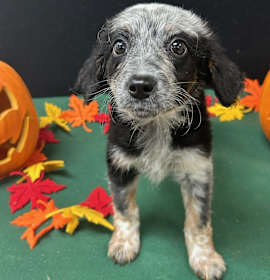 Photo of Peppermint Patty