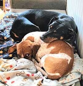 Sela and Freckles photo 2