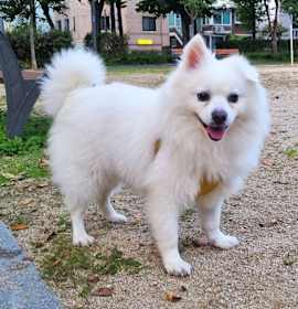 Photo of Sherlock (HDS)