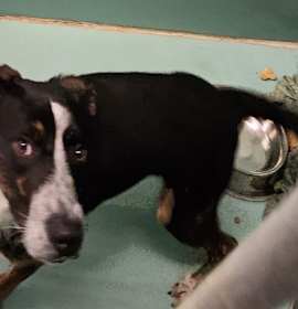 Photo of Lil Chuck Norris