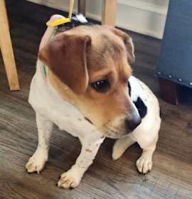 Photo of Honey *Adopt or Foster*