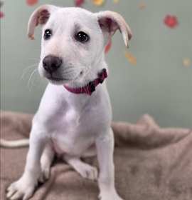 Photo of MARSHMELLOW