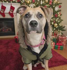 Photo of Lucky Clover