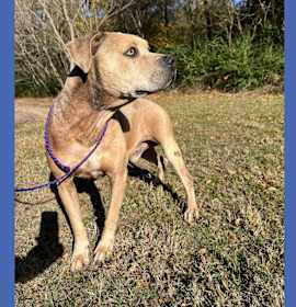 Photo of Dog Kennel #32 Kimbo