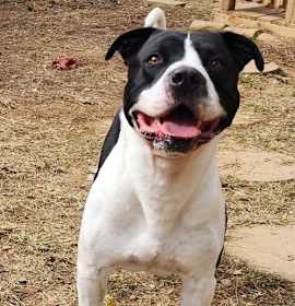 Photo of 251820 Zeus