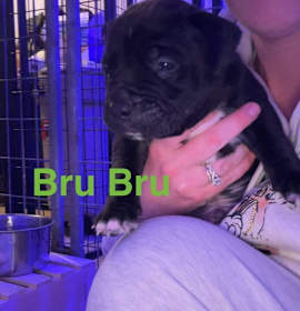 Photo of Bru