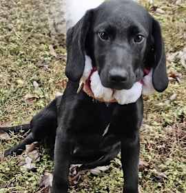 Photo of PUPPY IDGIE