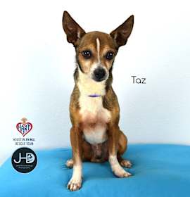 Photo of Taz
