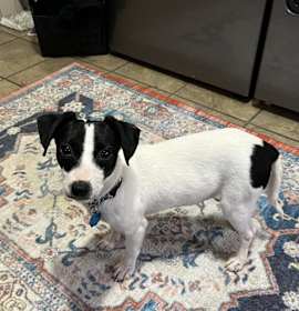 Photo of Betty (Home at Last Rescue)