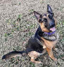 Photo of Naomi (CAT TOLERANT)