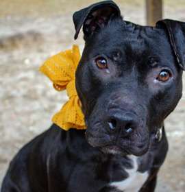 Photo of Misty fka Dunkin Glaze