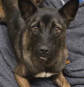 Photo of Jalisa 60583