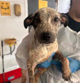 Photo of Cheeseburger 