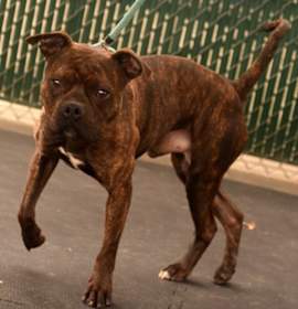 Photo of Gotti/Buddy