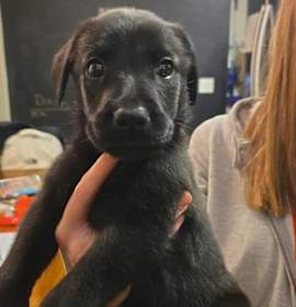 Photo of Peter Pans : Tiger Lily