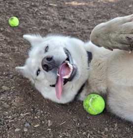 Photo of Screech aka Spectre