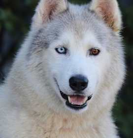 Photo of Chulo von Chamerau