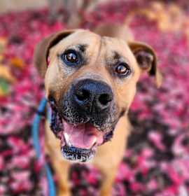 Photo of Fitzwilliam