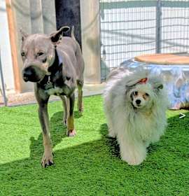 Chapo is friendly to everyone photo 2