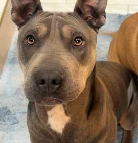 Chapo is friendly to everyone photo 4