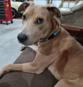 Photo of Snoopy (FKA Nev)