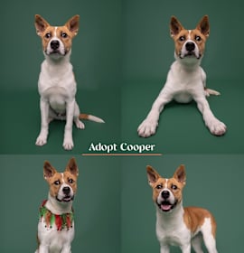 Photo of Cooper