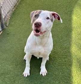 Photo of Carl (Crash) (Cocoa)