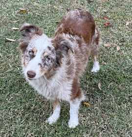 Photo of Paris Aussie