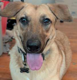 Photo of Apple Jack (New Digs)