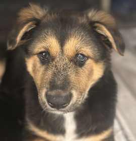 Photo of Chokladbiskvi