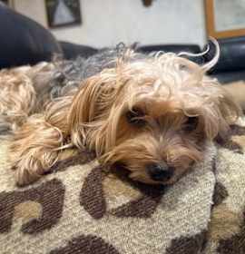 Photo of A Coco Chanel