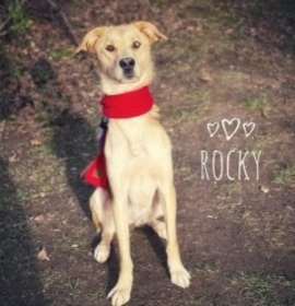 Photo of Rocky 125736