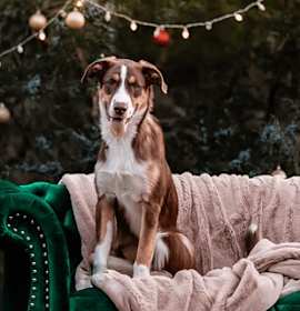 Photo of Dee (Deandre Reynolds)