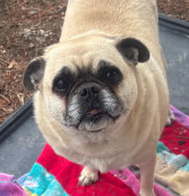 Photo of Doritos Update