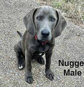 Photo of Nugget Adoption Pending