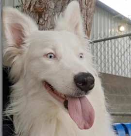 Photo of 161577 Thor (Special Needs)